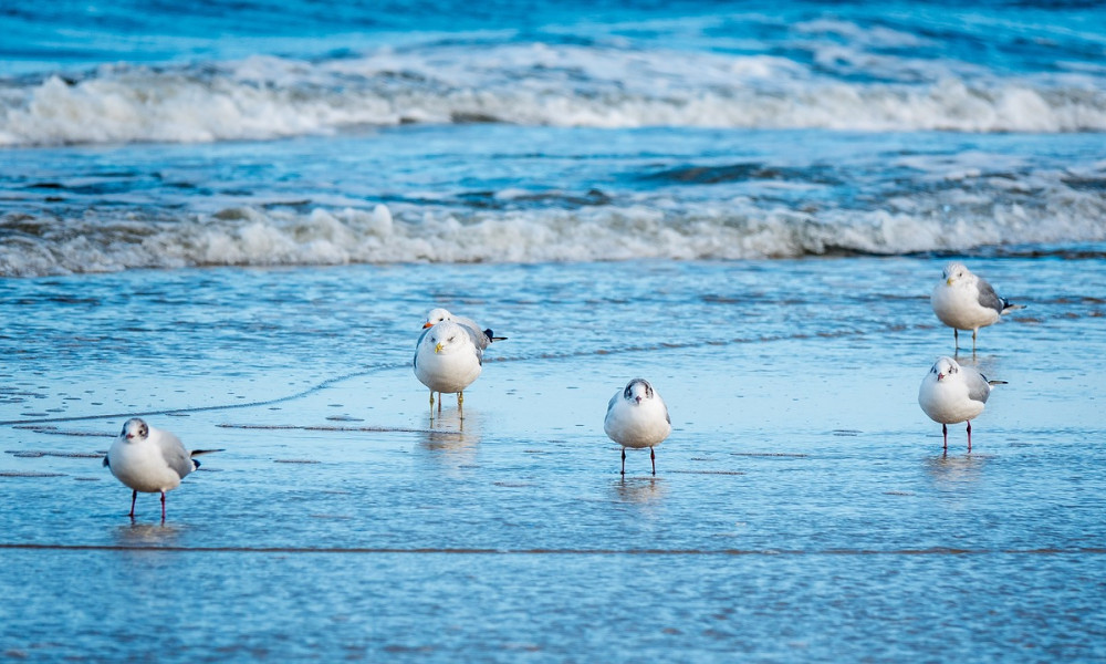 Die Ostsee als Lebensraum: Flora und Fauna der Küste