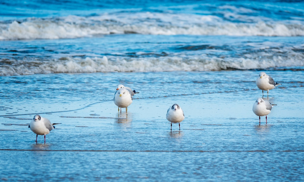 Die Ostsee Als Lebensraum Flora Und Fauna Der K ste Kieler 