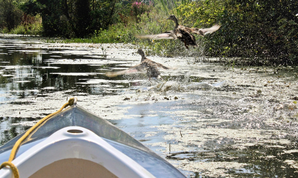 Natur pur: Die schönsten Naturschutzgebiete rund um Kiel