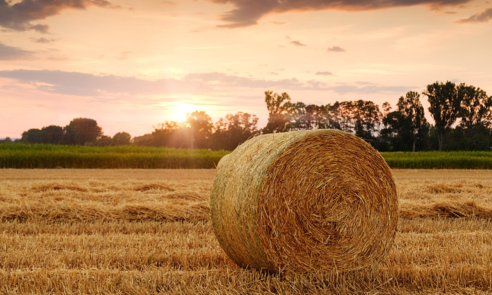 Wie die Landwirtschaft in Schleswig-Holstein auf den Klimawandel reagiert